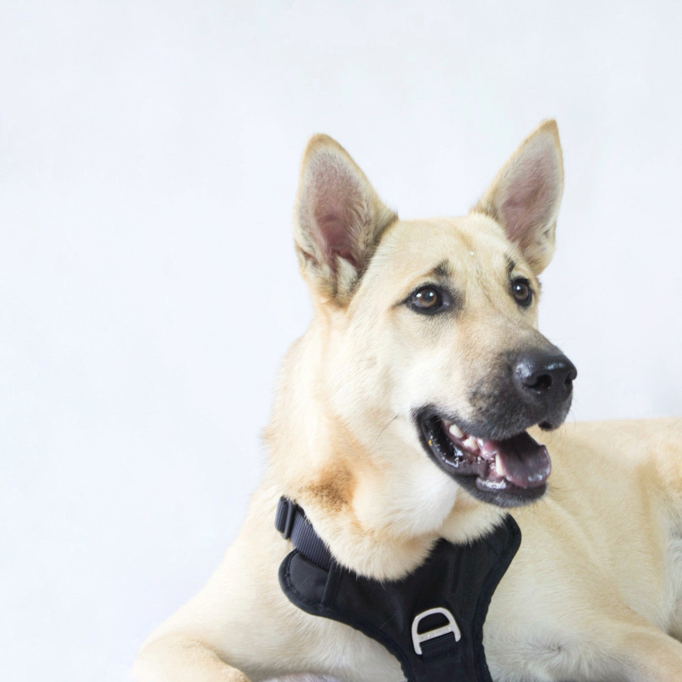 Arnés Clásico Best Pets - Descuentos de hasta el 50% OFF