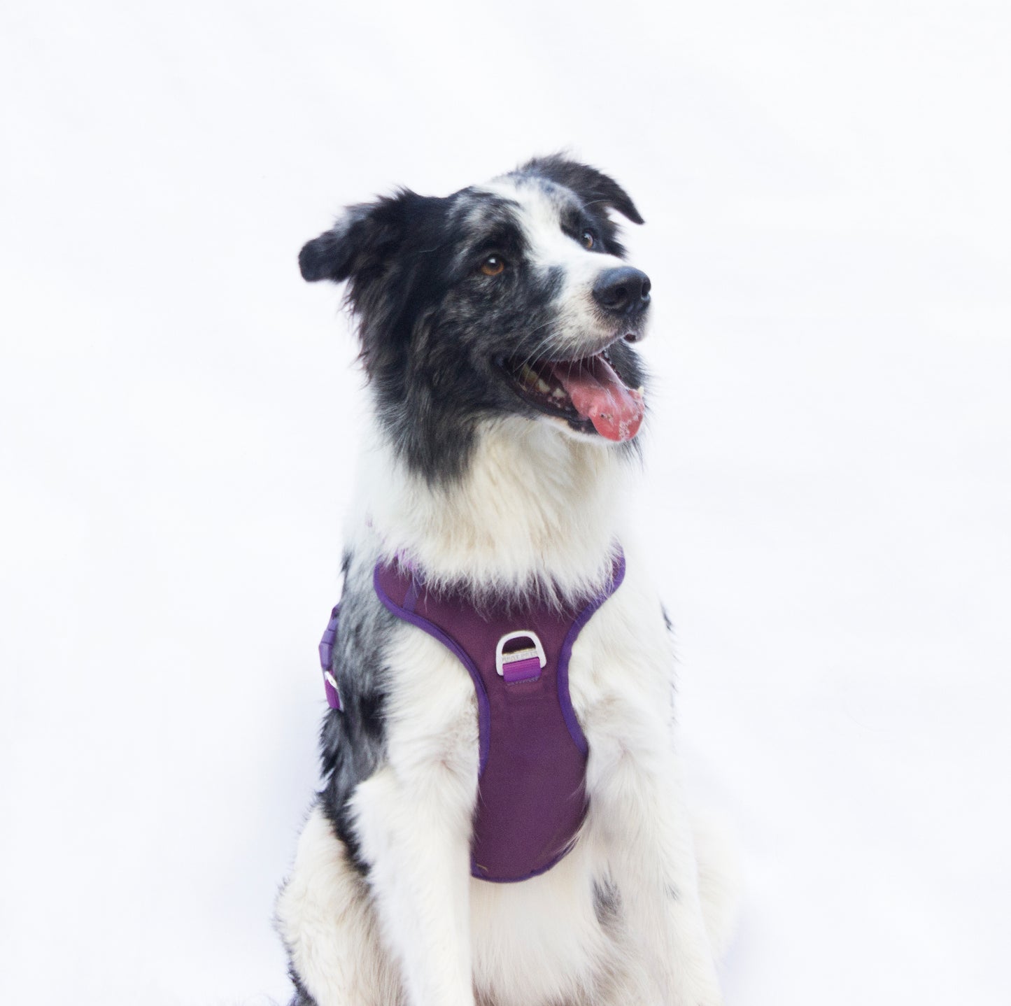 Combo Premium: Arnés Antitirones + Lazo + Collar