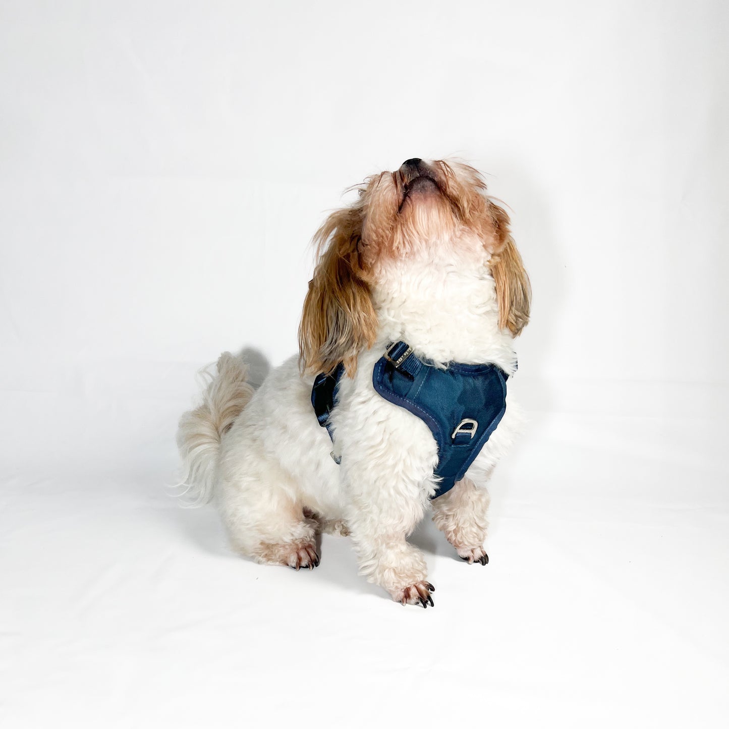 Combo Premium: Arnés Antitirones + Lazo + Collar