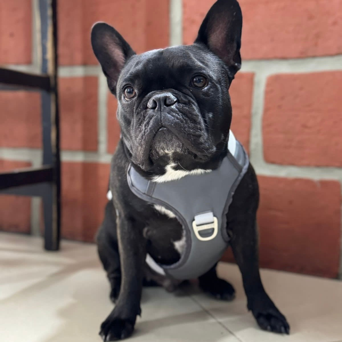 Combo Premium: Arnés Antitirones + Lazo + Collar