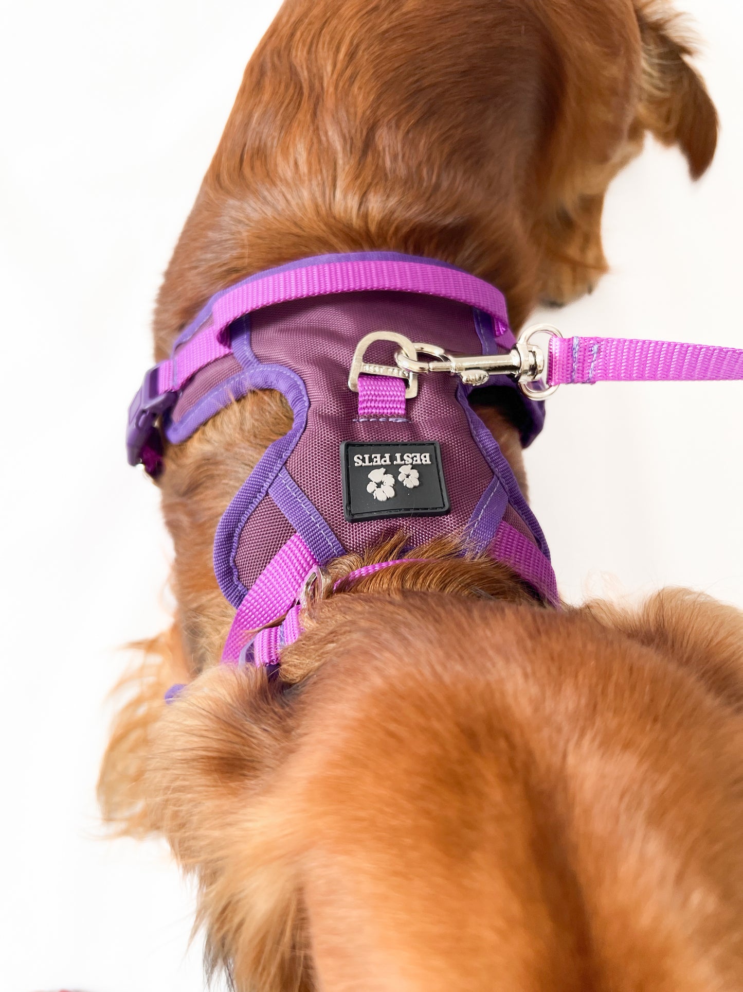 Combo Premium: Arnés Antitirones + Lazo + Collar