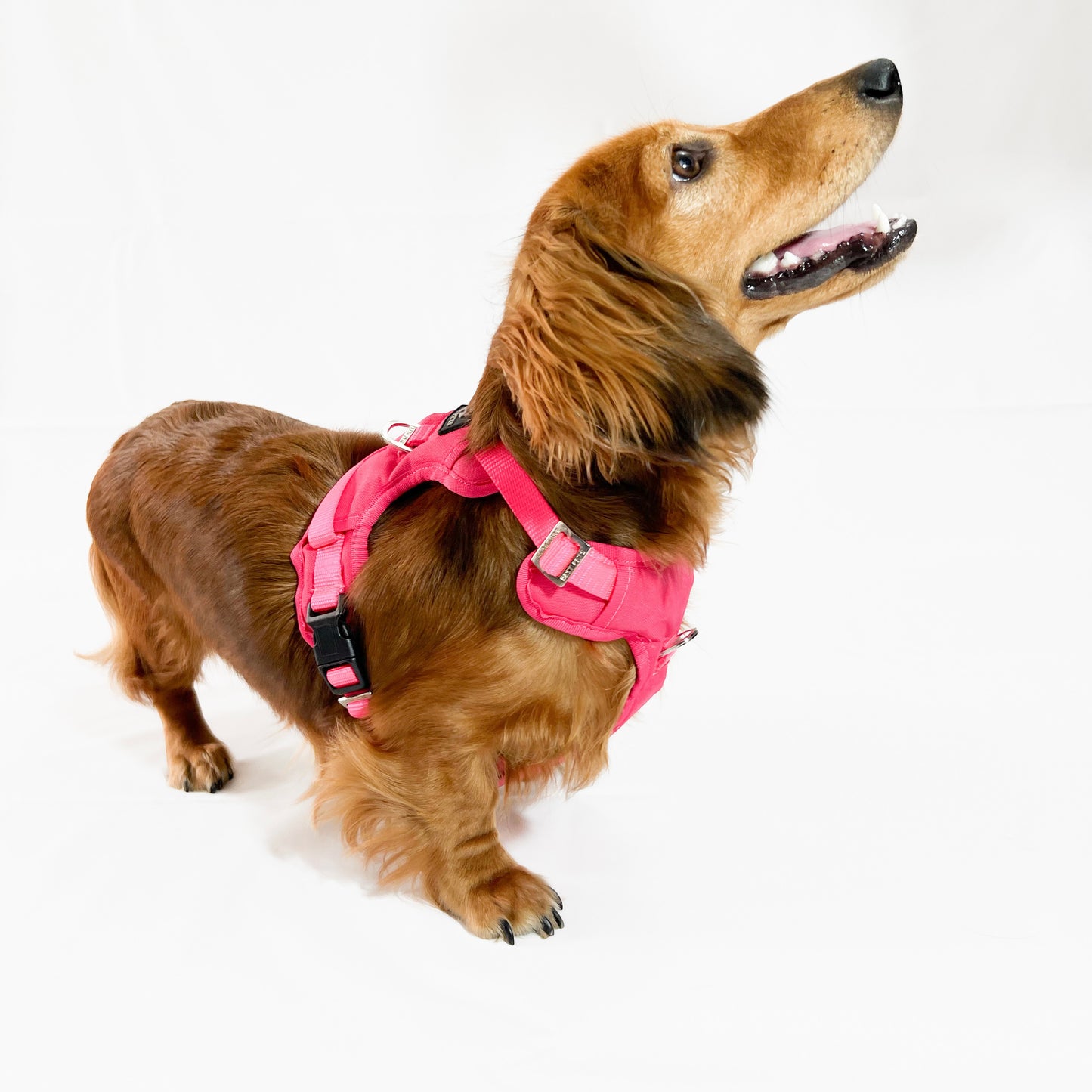 Combo Premium: Arnés Antitirones + Lazo + Collar