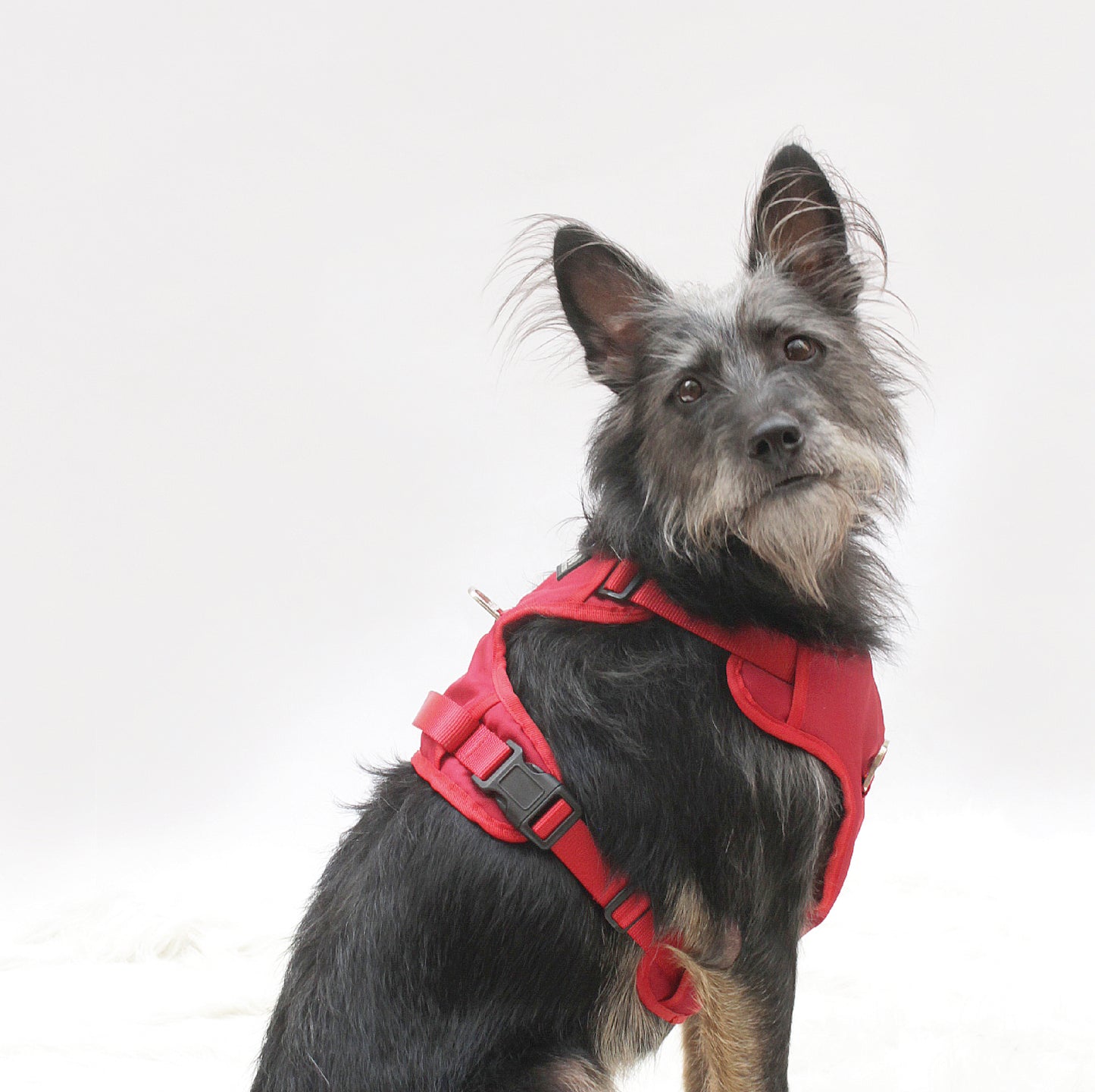 Combo Premium: Arnés Antitirones + Lazo + Collar