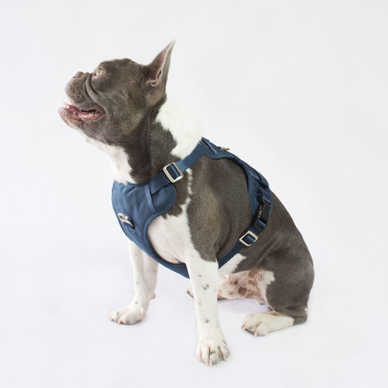 Combo Premium: Arnés Antitirones + Lazo + Collar